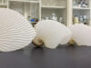 The Argonaut or the Paper Nautilus. An argonaut—is not a nautilus at all. It’s actually an octopus!
