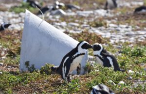 #GreenXmas @intheOverberg Dyer Island Conservation Trust and the penguin house