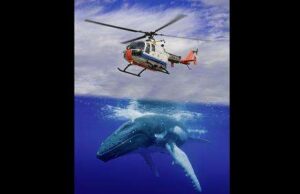 Humpback Whale flippers solve helicopter air flow problems Aeronautical engibneers copiued humpback whale flipper for better air movement