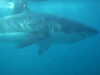 Can white sharks see in murky water? Hidden Hunters: How Great White Sharks Navigate Low-Visibility Waters