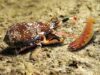 Cone Snail Venom Could Inspire Fast-Acting Insulin For Diabetes How cone snail venom kills