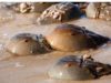 The humble animal who saves the most human lives horse shoe crabs on a beach