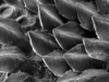 WWII’s Codebreaker Theory breaks the code of the Pattern of Shark Scales