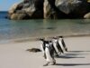 Protecting our critically endangered iconic African Penguins